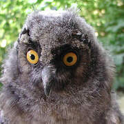 Long-eared Owl