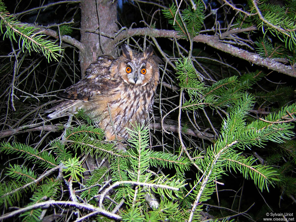 Long-eared Owladult