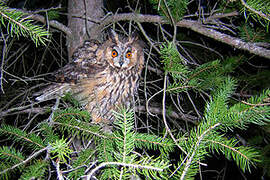 Long-eared Owl