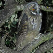 Hibou moyen-duc