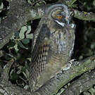 Hibou moyen-duc