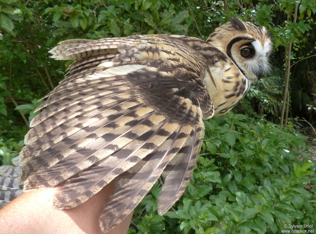 Striped Owladult