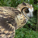 Hibou strié
