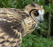 Striped Owl