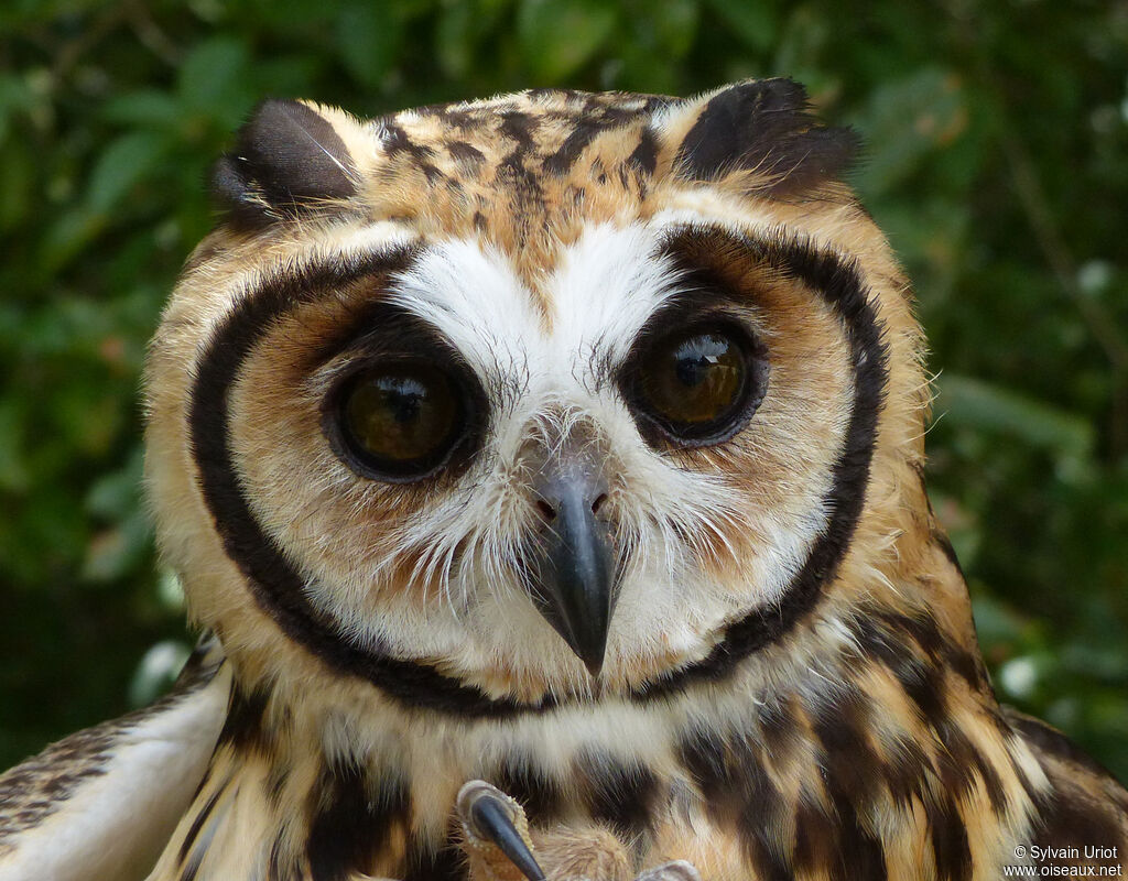 Striped Owladult