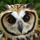 Hibou strié