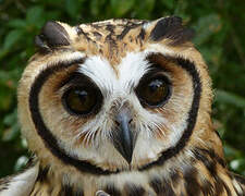 Striped Owl