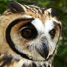 Hibou strié