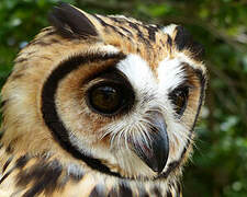 Striped Owl