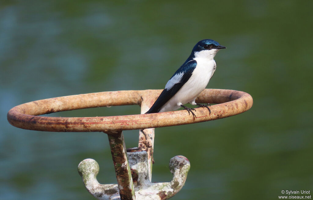 Hirondelle à ailes blanchesadulte