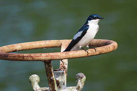 White-winged Swallow