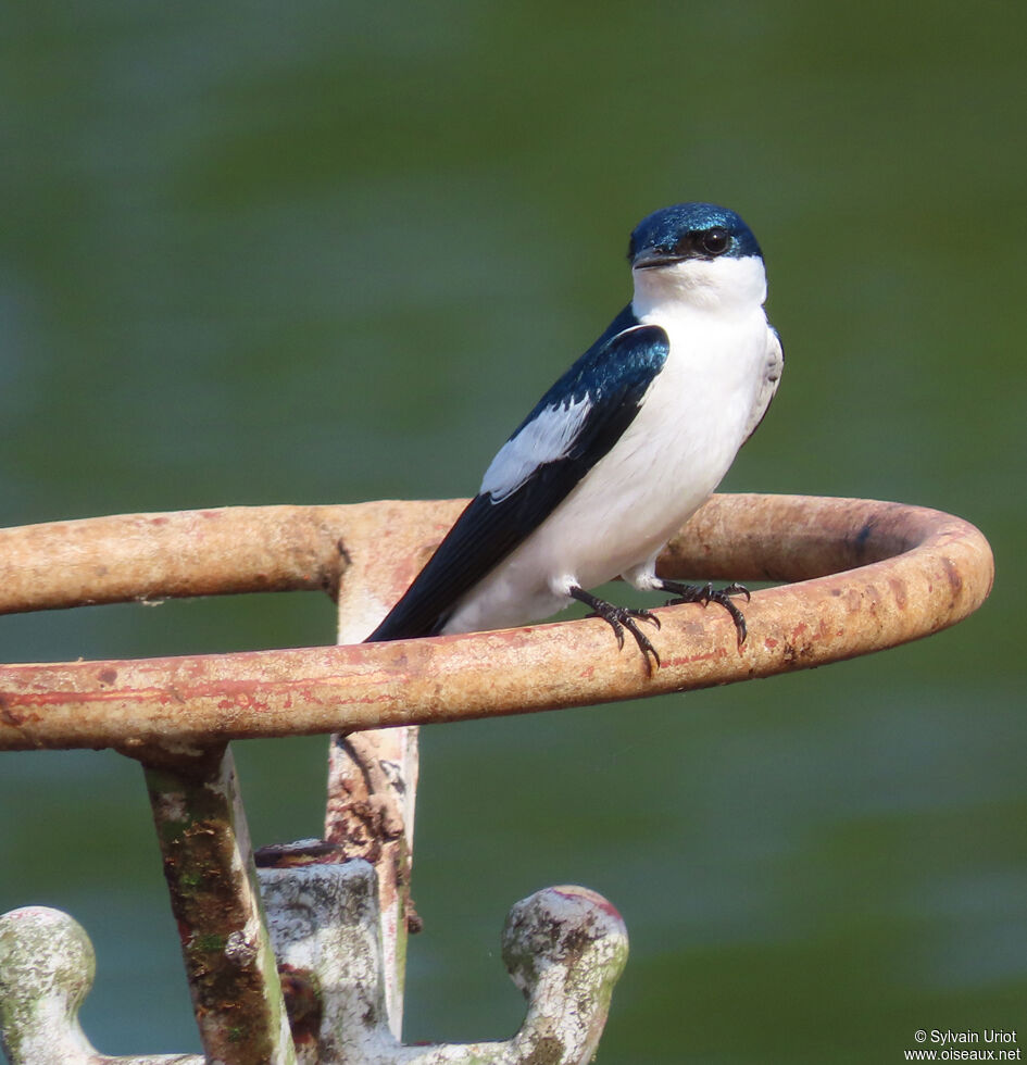 Hirondelle à ailes blanchesadulte