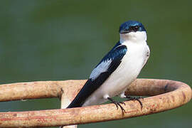 White-winged Swallow