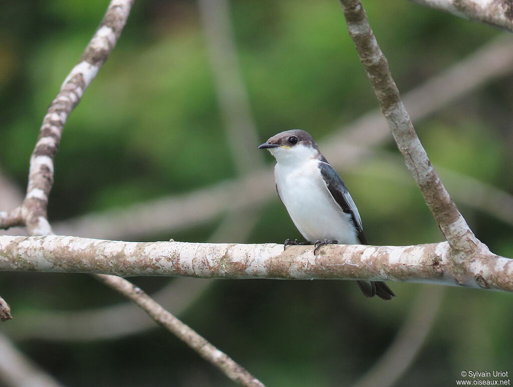 Hirondelle à ailes blanchesimmature