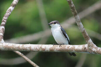 Hirondelle à ailes blanches