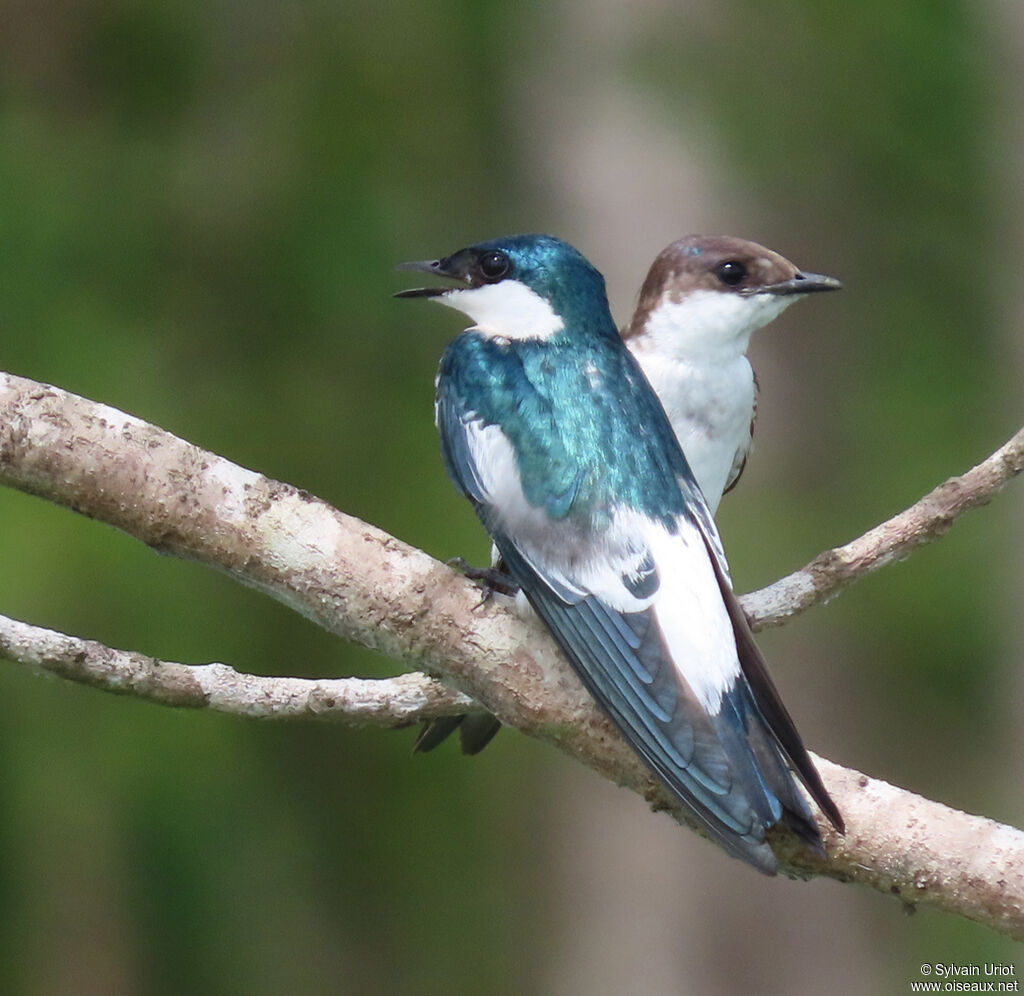 Hirondelle à ailes blanches