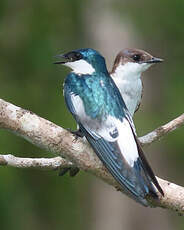 Hirondelle à ailes blanches