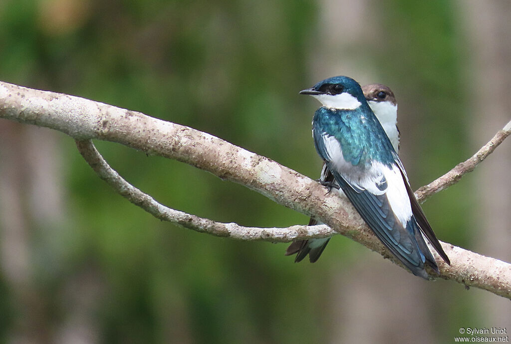 Hirondelle à ailes blanchesadulte