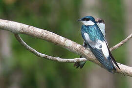 White-winged Swallow