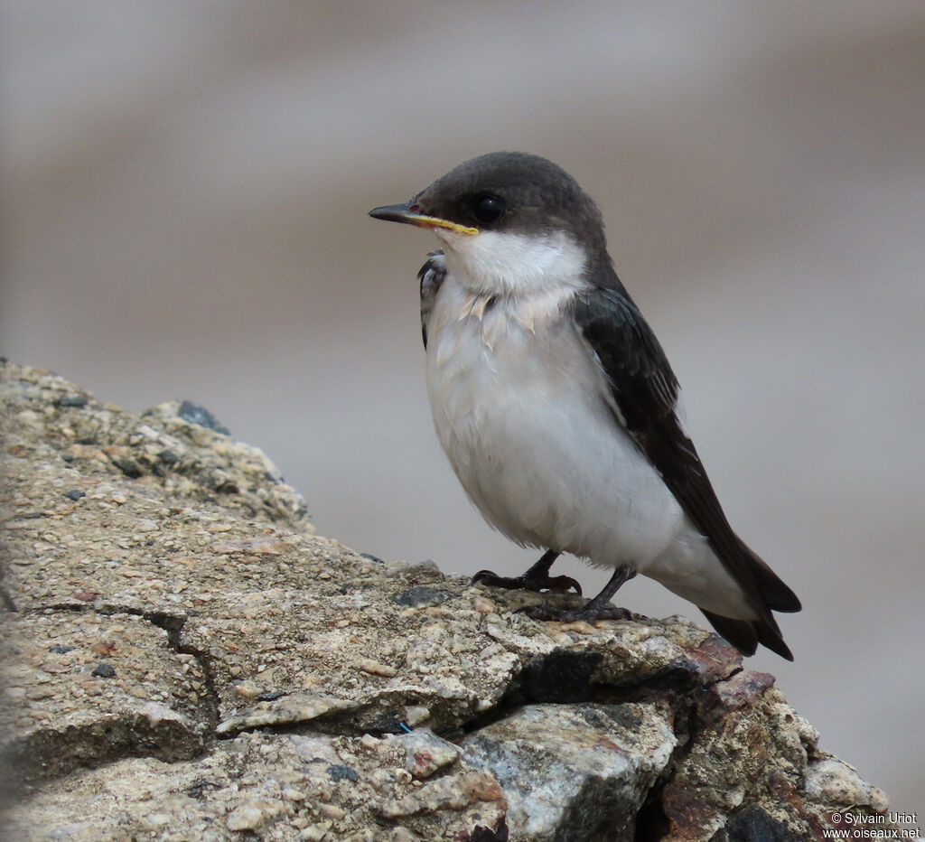 White-winged SwallowPoussin