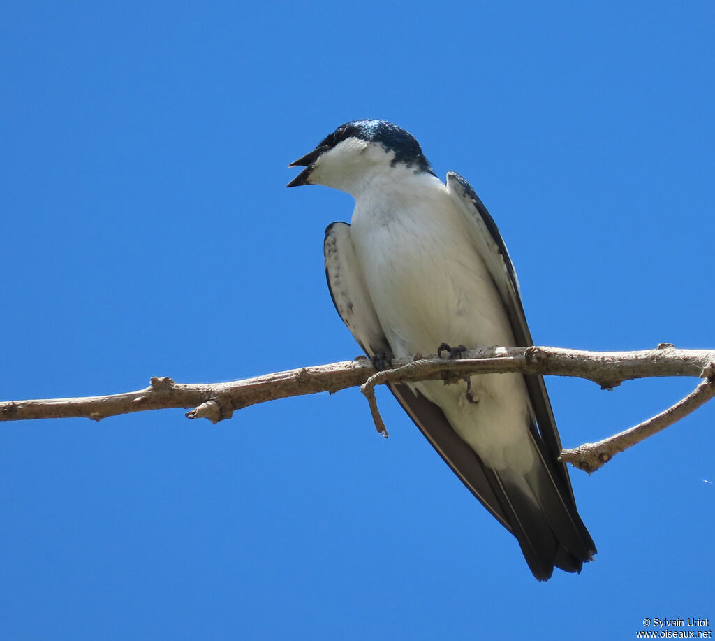 Hirondelle à ailes blanchesadulte