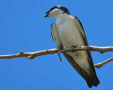 White-winged Swallow