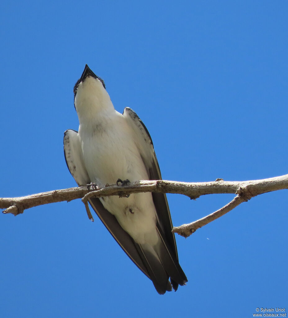 Hirondelle à ailes blanchesadulte