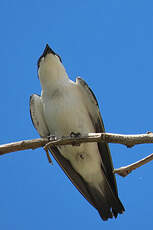 Hirondelle à ailes blanches