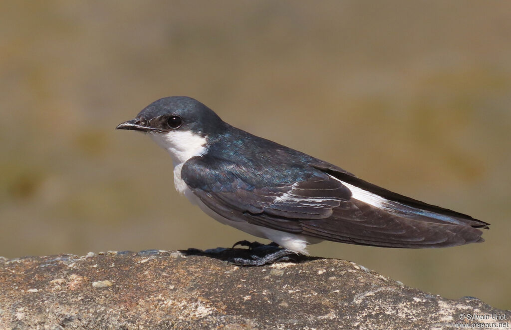 White-winged Swallowimmature