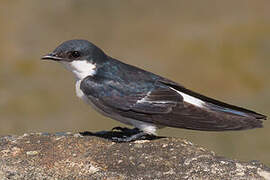 White-winged Swallow