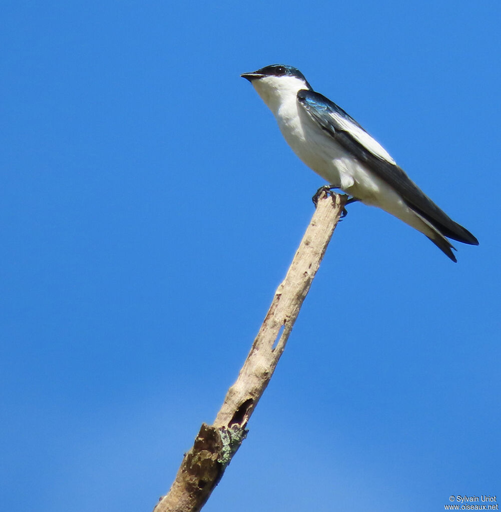 Hirondelle à ailes blanchesadulte