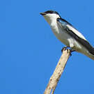 Hirondelle à ailes blanches