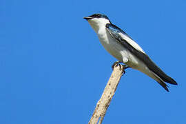 White-winged Swallow