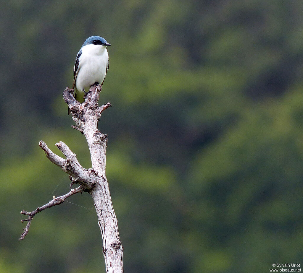 Hirondelle à ailes blanchesadulte