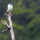Hirondelle à ailes blanches