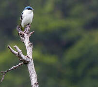 White-winged Swallow