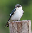Hirondelle à ailes blanches