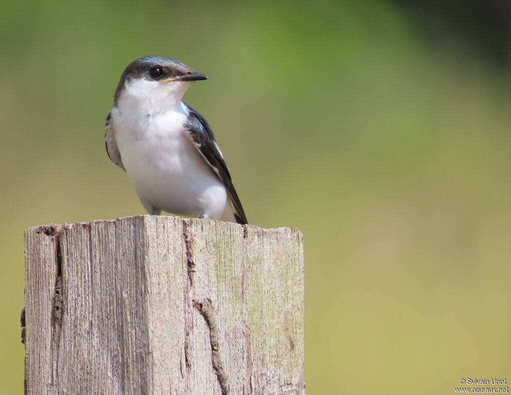 White-winged Swallowimmature