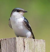 White-winged Swallow
