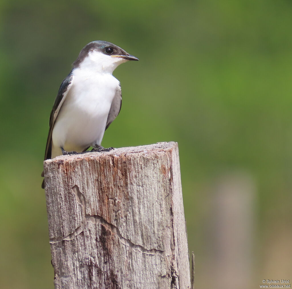 White-winged Swallowimmature