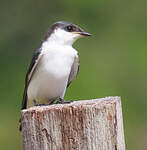 Hirondelle à ailes blanches