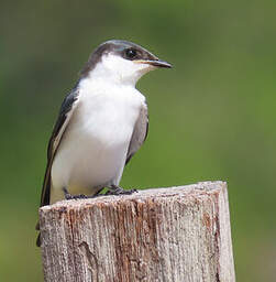 Hirondelle à ailes blanches