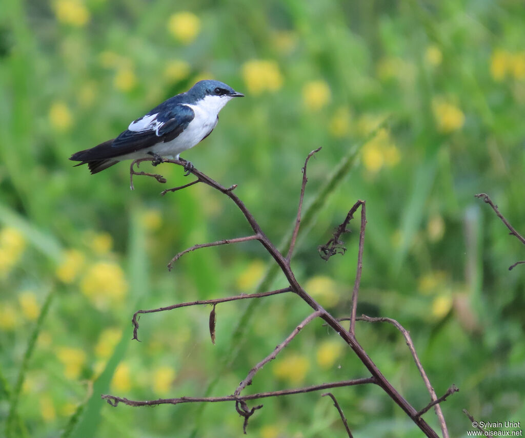 Hirondelle à ailes blanchesadulte