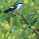 Hirondelle à ailes blanches