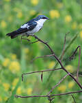 Hirondelle à ailes blanches