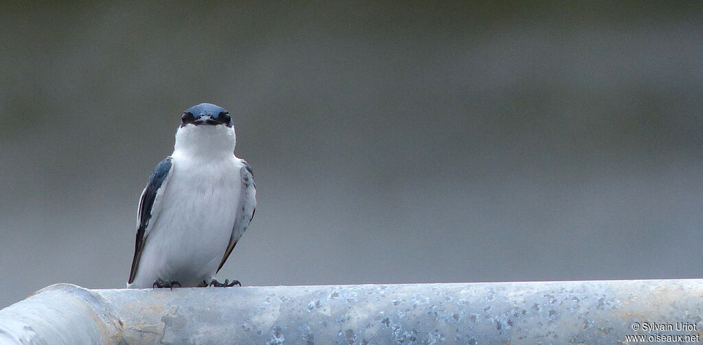 Hirondelle à ailes blanchesadulte