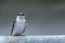 White-winged Swallow