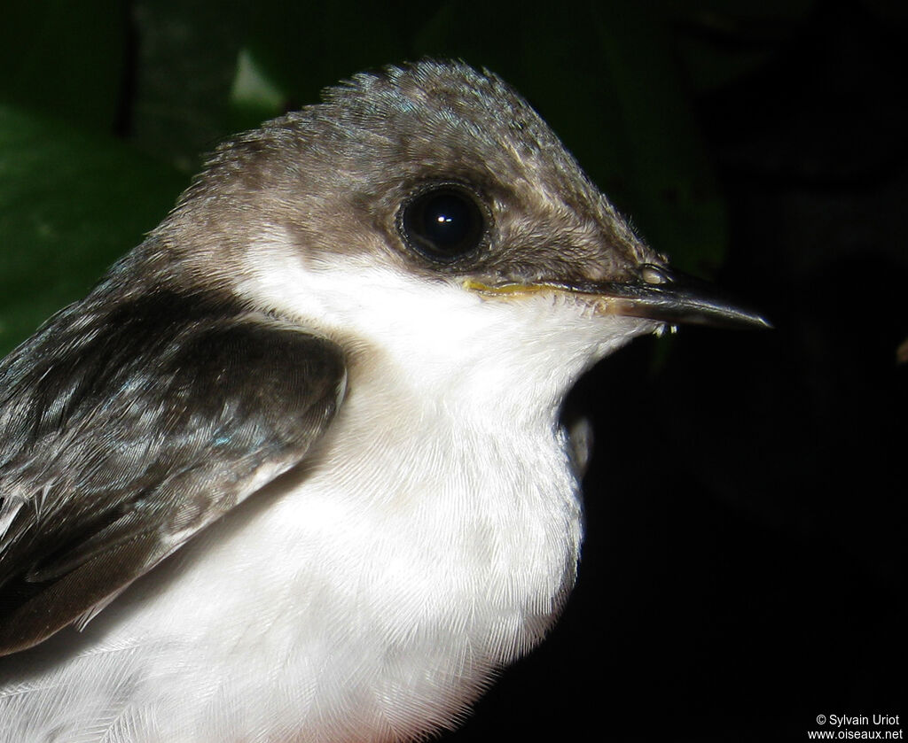 Hirondelle à ailes blanchessubadulte