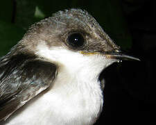 White-winged Swallow