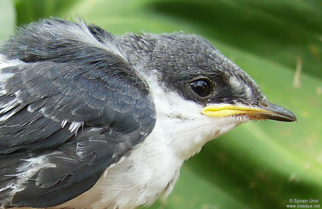 White-winged SwallowPoussin